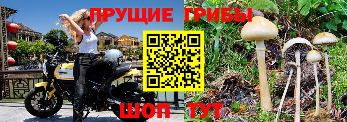 Псилоцибиновые грибы Psilocybe  Вход с VPN  Выкса 